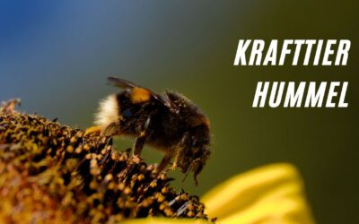 Krafttier Hummel: Die geheimnisvolle Bedeutung des Seelentiers Hummel!