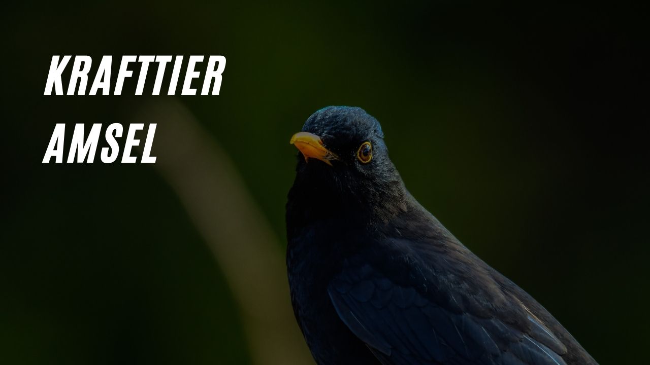 Krafttier Amsel Die geheimnisvolle Bedeutung des Seelentiers Amsel!