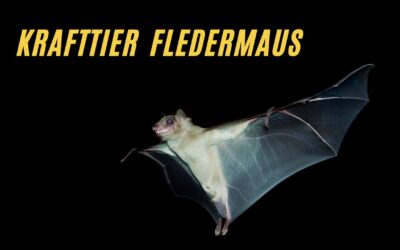 Die geheimnisvolle Bedeutung des Krafttiers Fledermaus!