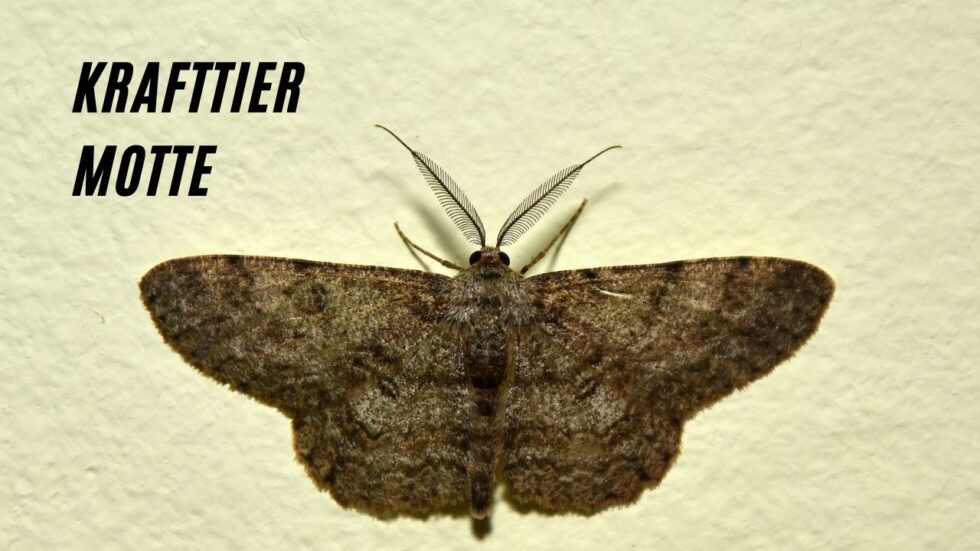 Krafttier Motte Die geheimnisvolle Bedeutung des Seelentiers Motte!