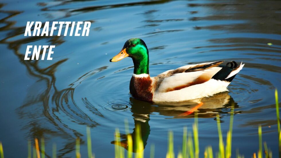 Krafttier Ente: Die geheimnisvolle Bedeutung des Seelentiers Ente!