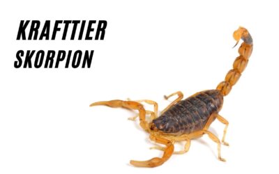 Die geheimnisvolle Bedeutung des Krafttiers Skorpion! (+Poster)