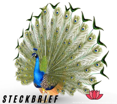 Krafttier Pfau: Die geheimnisvolle Bedeutung des Seelentiers Pfau!