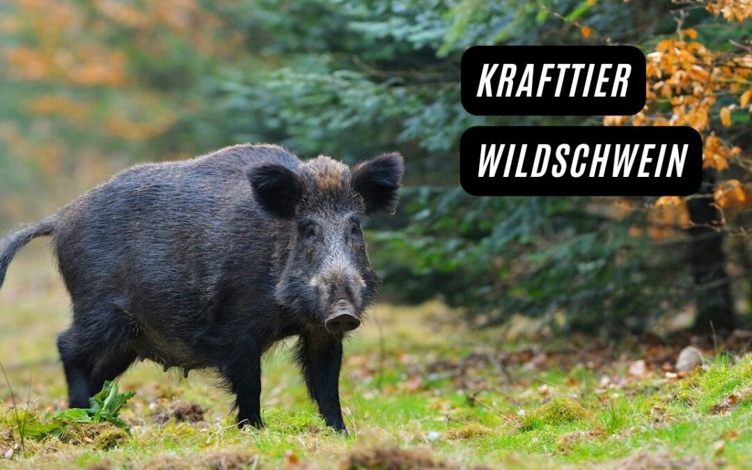 Krafttier Wildschwein – Kraft, Ausdauer und Instinkt!
