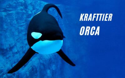 Krafttier Orca: Führung, Familie und Balance!