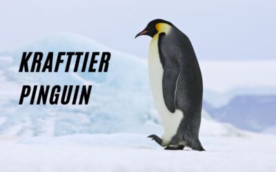 Krafttier Pinguin – Anmut, Freude und Dualität!