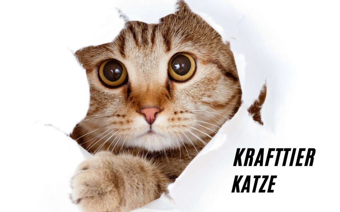 Krafttier Katze: Geheimnisvolle Bedeutung des Seelentiers Katze!