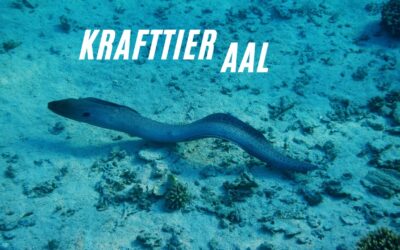 Krafttier Aal – Geheimnis, Wiedergeburt und Unsicherheit!