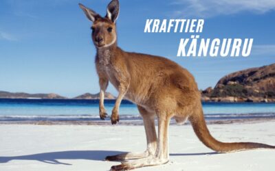 Krafttier Känguru – Mütterliche Liebe und Entwicklung