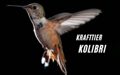 Krafttier Kolibri: Die geheimnisvolle Bedeutung des Seelentiers Kolibri!