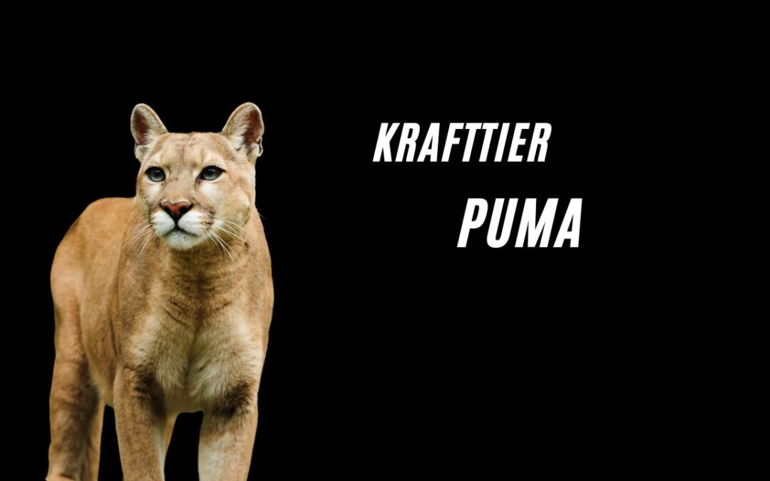 Krafttier Puma – Geheimnis, Ausdauer und Stille!